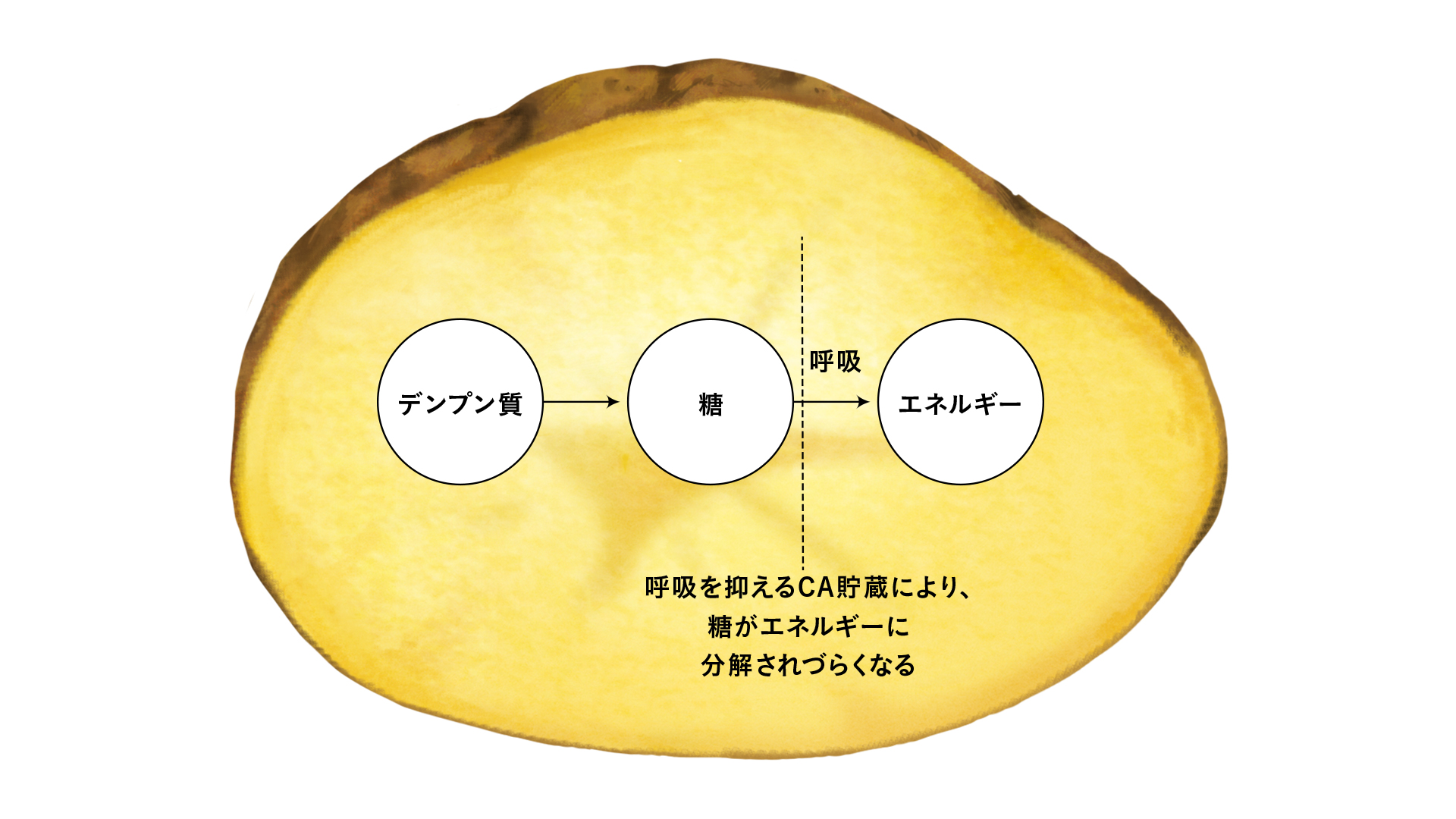 CA貯蔵のさらなるメリットを求めて