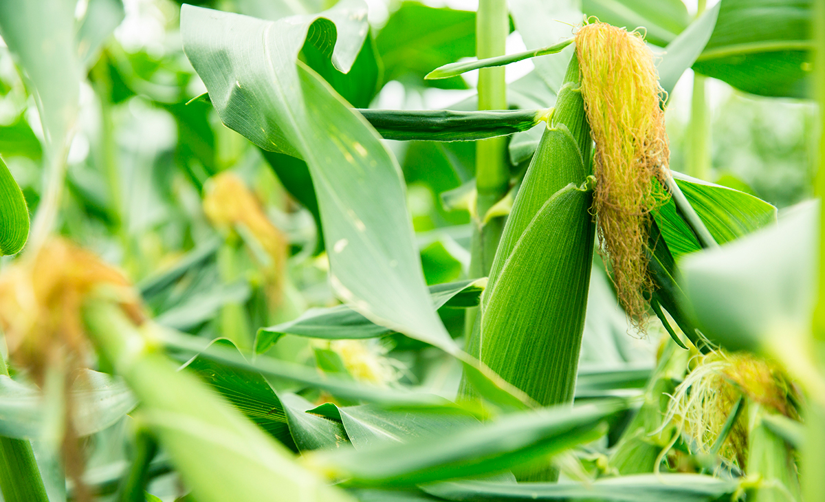 スイートコーンを“観る”“調べる”“食べる”。GREEN WEB「自由研究シート」を作りました。