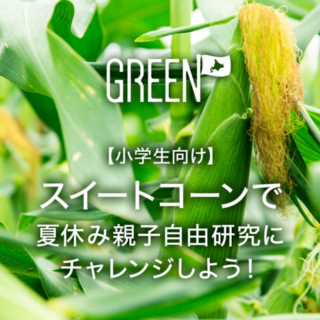 【小学生向け】<br />スイートコーンで<br />夏休み親子自由研究にチャレンジしよう!