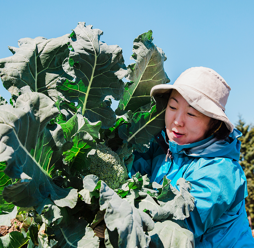 それぞれの採り方を習い畑で4種類の野菜を収穫