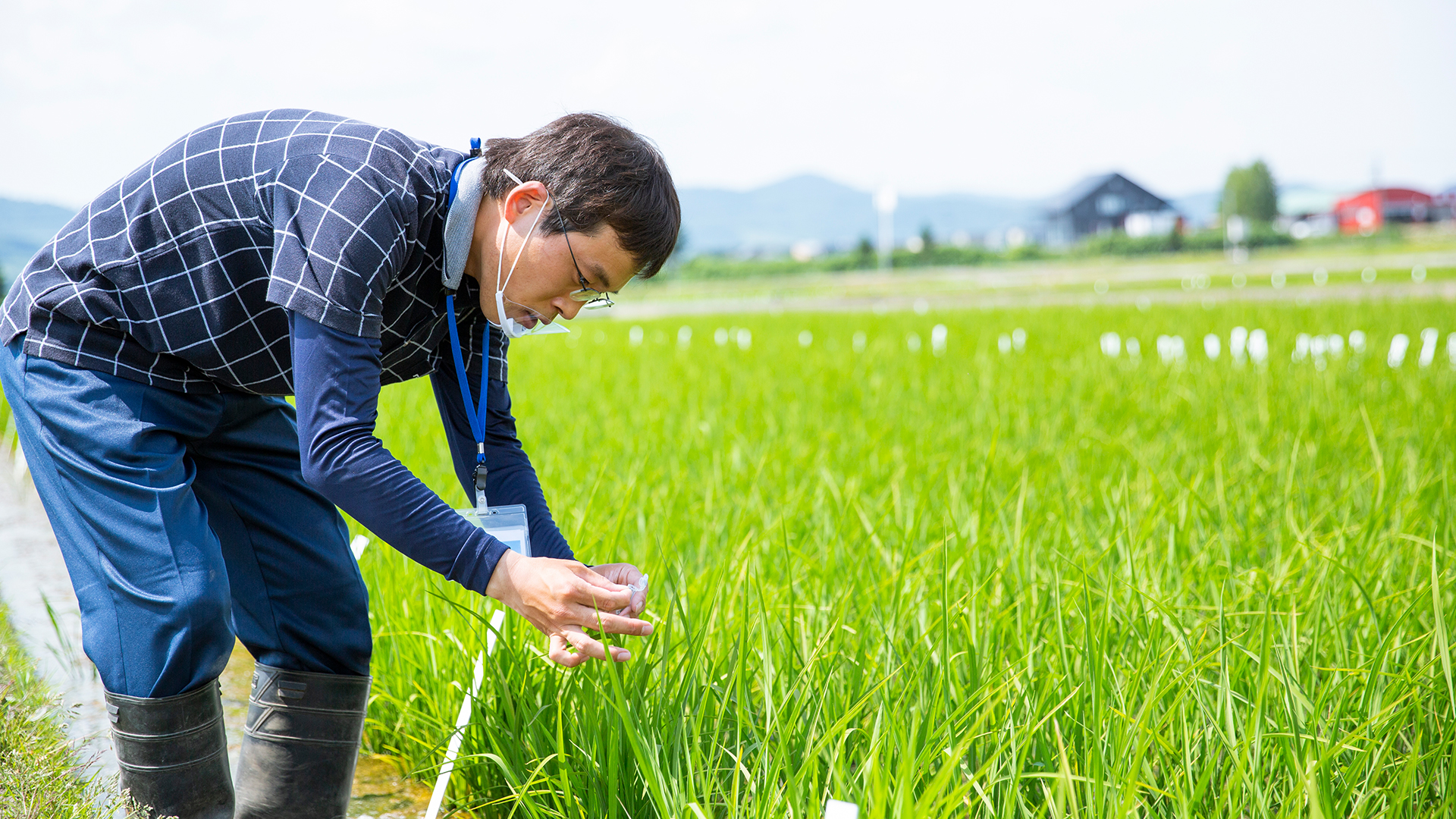 苗を育て、田んぼに運ぶのはとても大変