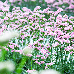 北海道NOW／空間を彩る道産の花たち