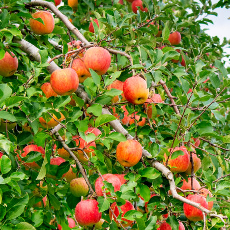 りんごの収穫風景／JAよいち(余市町)
