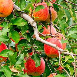 北海道NOW／りんごの収穫風景