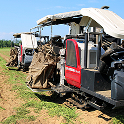 北海道NOW／にんじんの出荷が最盛期