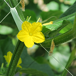 GREEN写真館／Vol.12 畑でほほ笑む､農作物の花 編