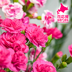 北GREEN写真館／Vol.13 北海道育ちの花 編