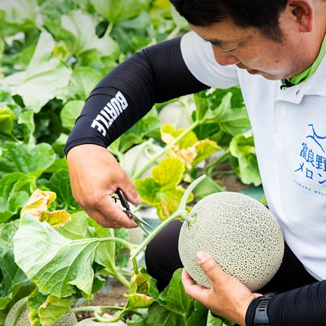 富良野メロンの収穫(JAふらの/富良野市)