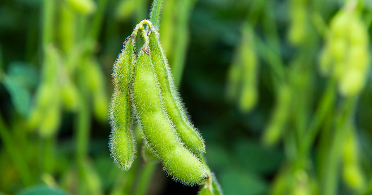 GREEN WEB｜枝豆の収穫(JA中札内村/中札内村)