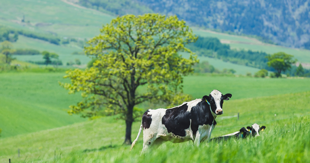 GREEN WEB｜ナイタイ高原牧場（JA上士幌町/上士幌町）
