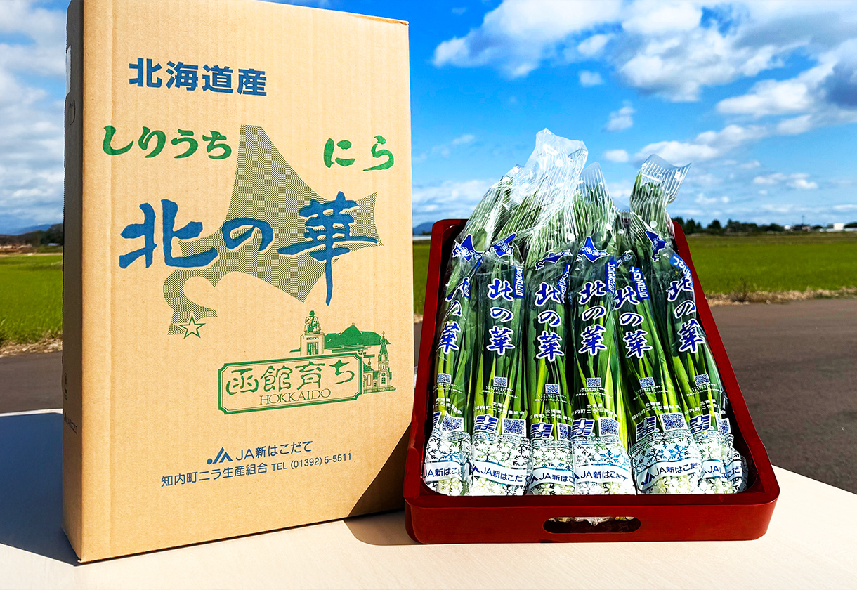 【 JA新はこだて 】GI認証で注目高まる､ブランドにら。