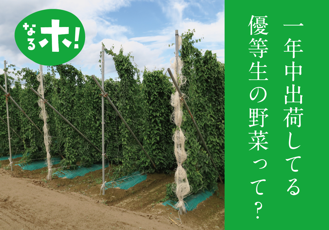 こんな風に緑のカーテンを<br>つくる野菜です。