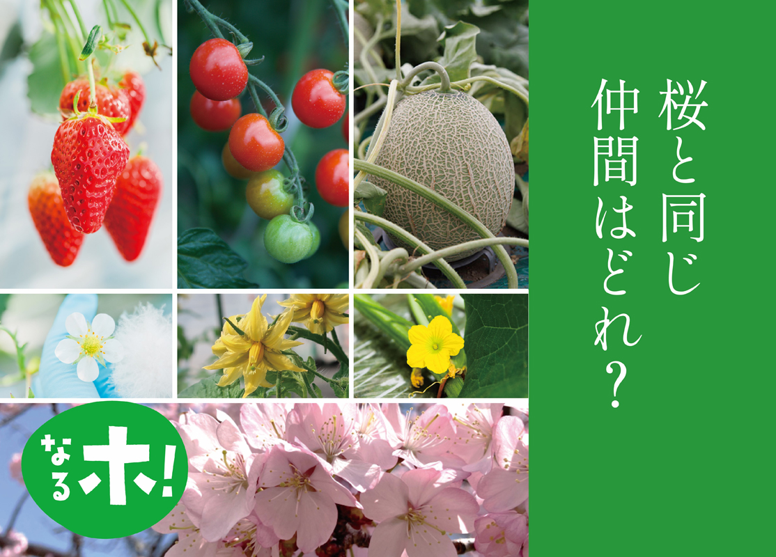 共通点は、バラ科の植物