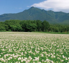 日本の食を支える北海道の農産物 新しいニーズにも応えながら全国へ