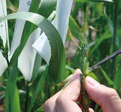 営農支援、品種開発、検査業務を通じ、生産性の向上や生産基盤の強化に貢献します