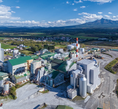 日本の砂糖のふるさと、北海道 育てられているのは、選りすぐりのてん菜です