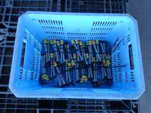 根際散布用ノズル