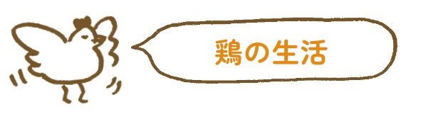 鶏の生活